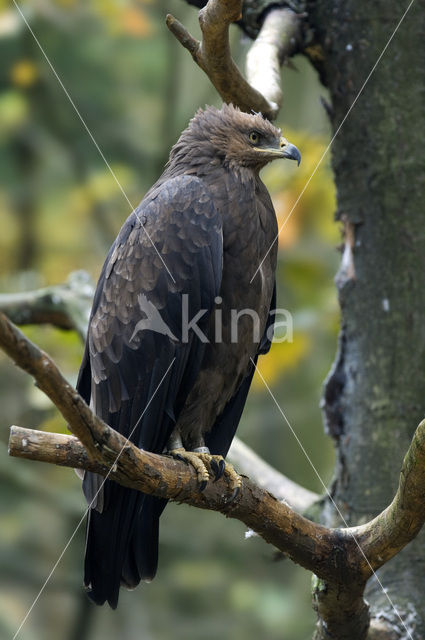 Schreeuwarend (Aquila pomarina)