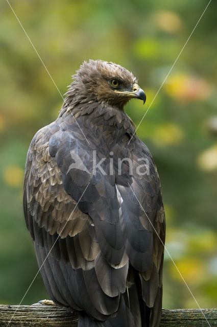 Schreeuwarend (Aquila pomarina)