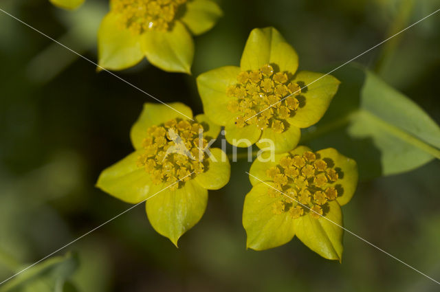 Smalle doorwas (Bupleurum subovatum)