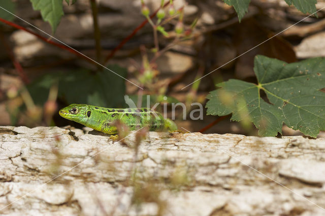 Smaragdhagedis (Lacerta viridis)