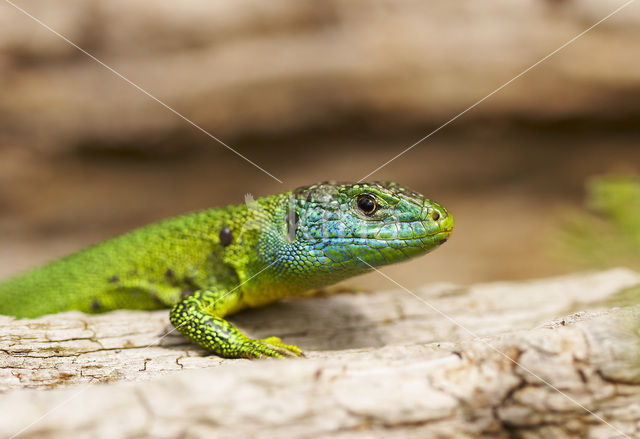 Smaragdhagedis (Lacerta viridis)