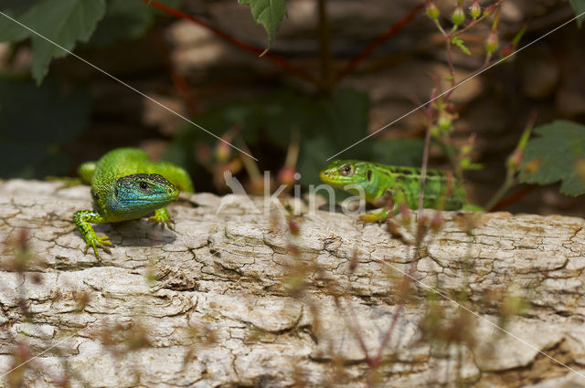 Green Lacerta (Lacerta viridis)