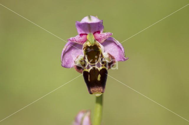 Sniporchis (Ophrys scolopax)