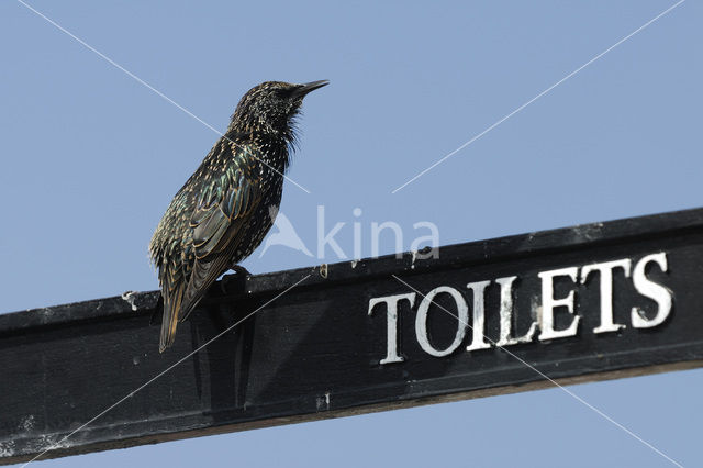 Spreeuw (Sturnus vulgaris)