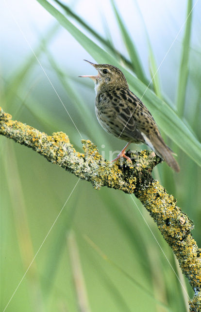 Sprinkhaanzanger (Locustella naevia)