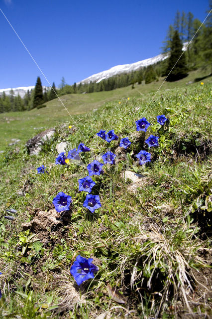 Stengelloze gentiaan (Gentiana acaulis)