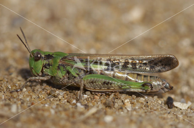 Strandsprinkhaan (Aiolopus thalassinus )