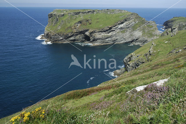 Tintagel Head