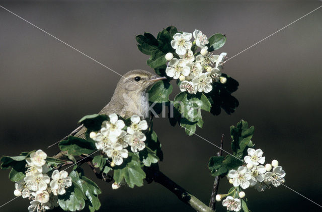 Tjiftjaf (Phylloscopus collybita)