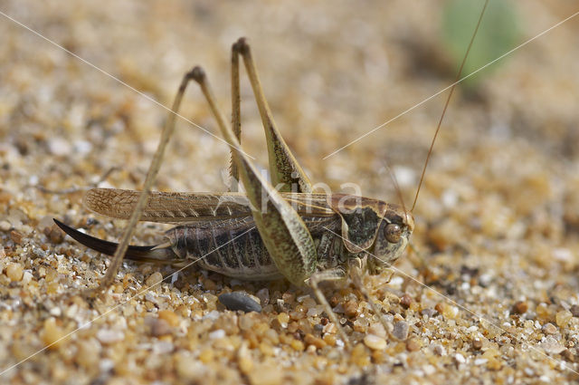 Tuberous Bush-cricket (Platycleis affinis)