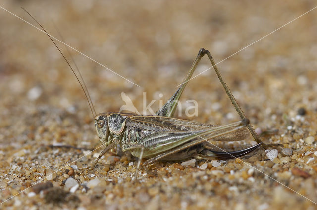 Tuberous Bush-cricket (Platycleis affinis)