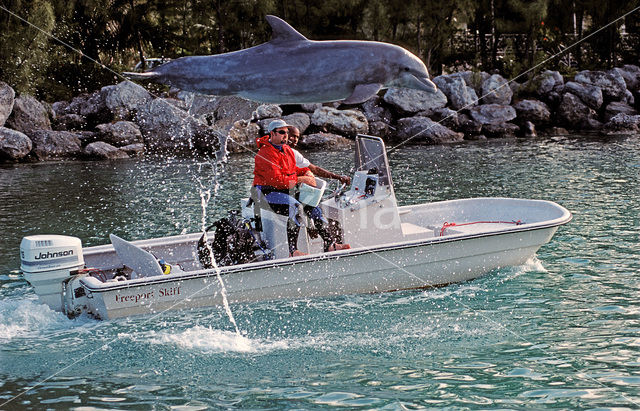 Tuimelaar (Tursiops truncatus)