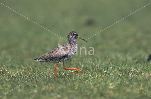 Common Redshank (Tringa totanus)