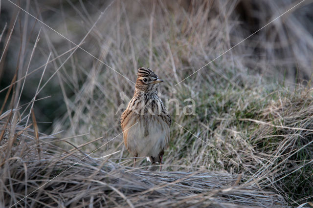 Veldleeuwerik (Alauda arvensis)