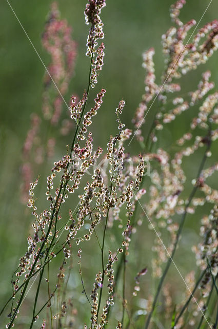 Veldzuring (Rumex acetosa)