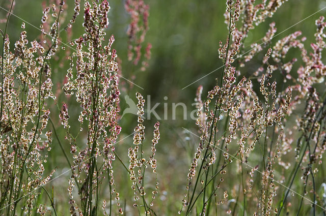 Veldzuring (Rumex acetosa)