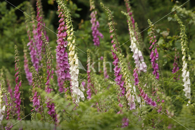 yellow foxglove (Digitalis grandiflora)