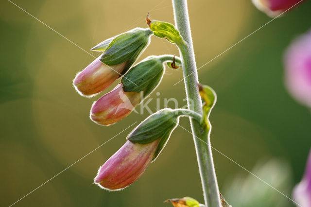 Vingerhoedskruid (Digitalis grandiflora)