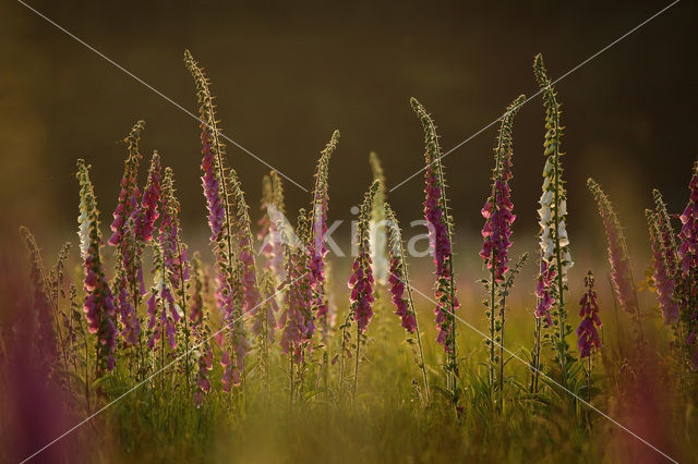 yellow foxglove (Digitalis grandiflora)