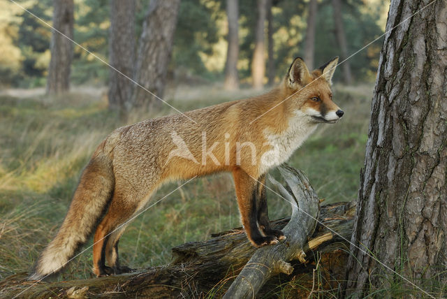 Vos (Vulpes vulpes)