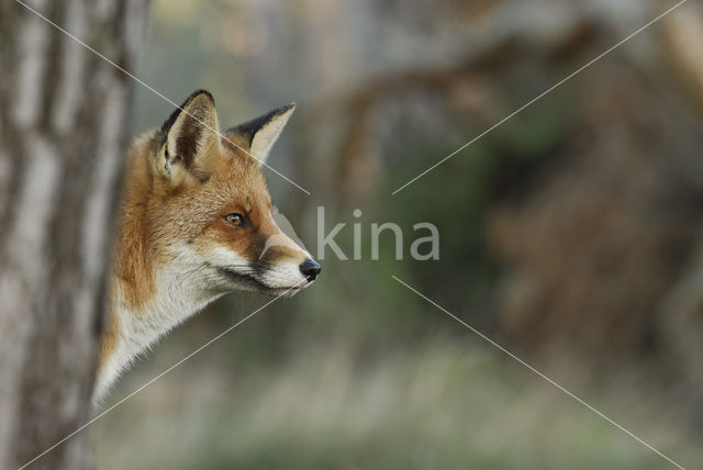 Vos (Vulpes vulpes)