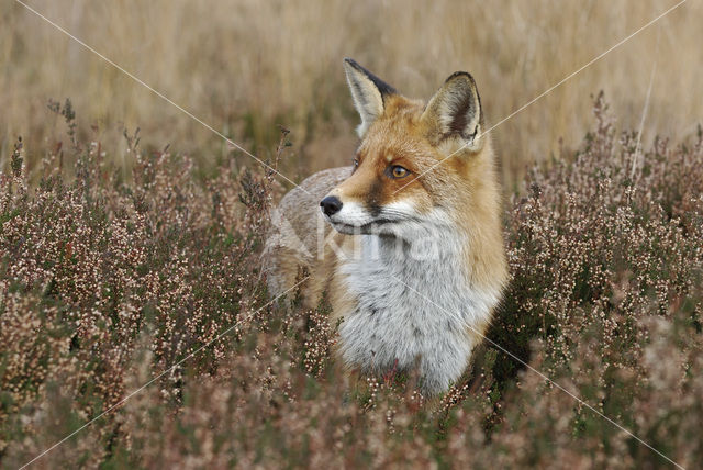 Vos (Vulpes vulpes)