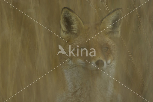 Vos (Vulpes vulpes)