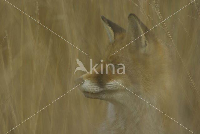 Vos (Vulpes vulpes)