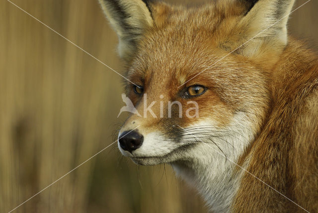 Vos (Vulpes vulpes)