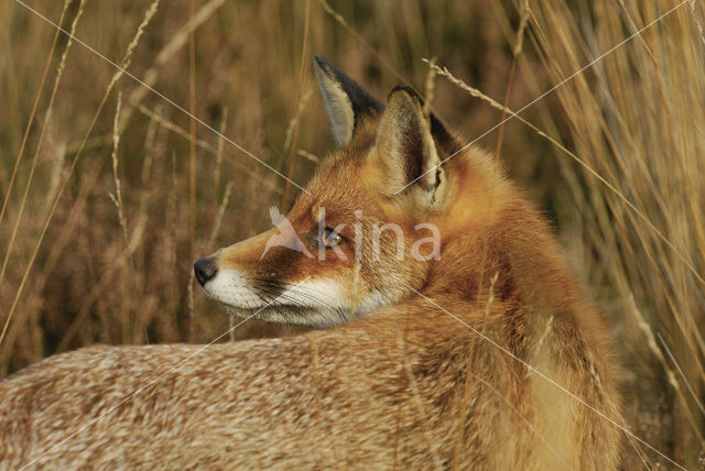 Vos (Vulpes vulpes)