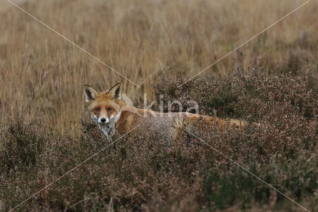 Vos (Vulpes vulpes)