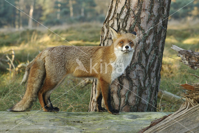 Vos (Vulpes vulpes)