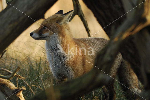 Vos (Vulpes vulpes)