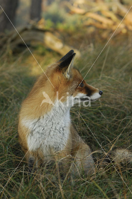 Vos (Vulpes vulpes)