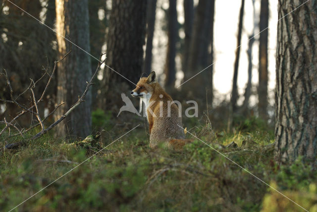 Vos (Vulpes vulpes)