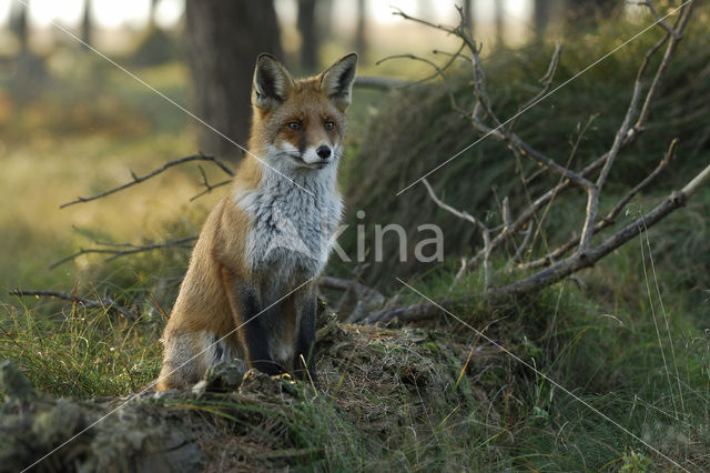 Vos (Vulpes vulpes)