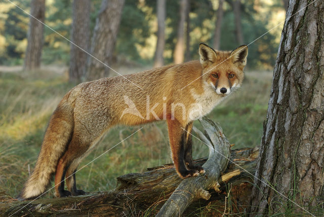 Vos (Vulpes vulpes)