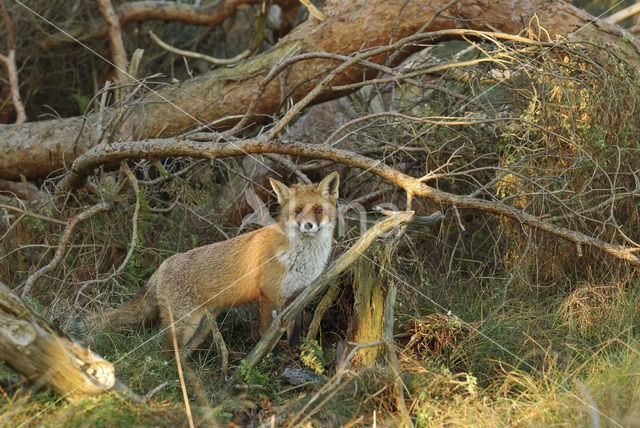 Vos (Vulpes vulpes)