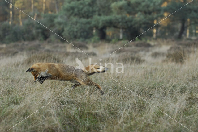 Vos (Vulpes vulpes)