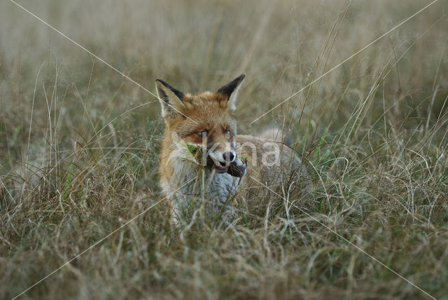 Vos (Vulpes vulpes)