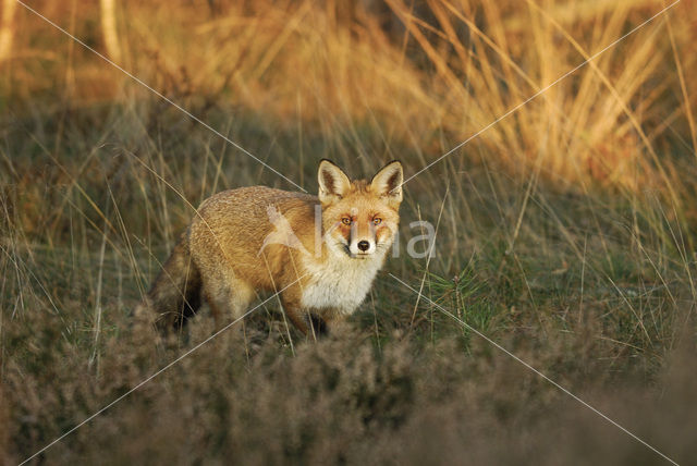 Vos (Vulpes vulpes)