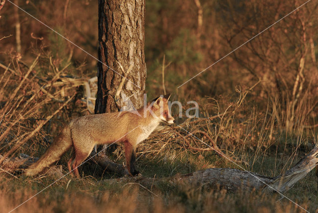 Vos (Vulpes vulpes)