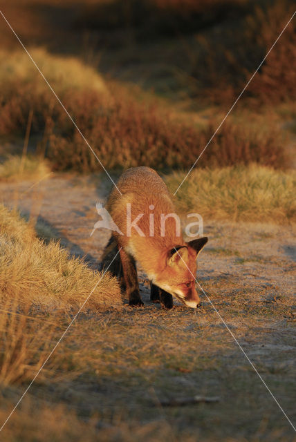 Vos (Vulpes vulpes)