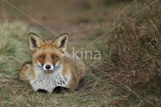 Vos (Vulpes vulpes)