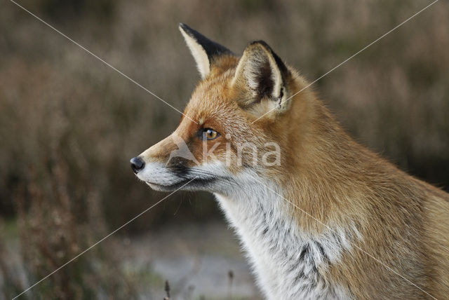 Vos (Vulpes vulpes)