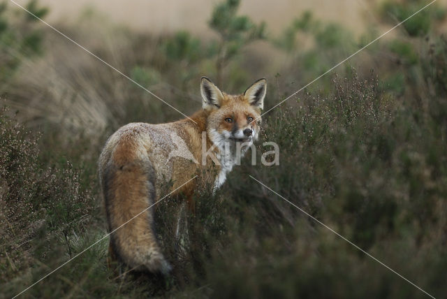 Vos (Vulpes vulpes)