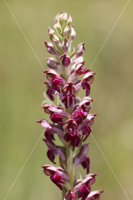 Welriekende wantsenorchis (Anacamptis coriophora subsp. fragrans )