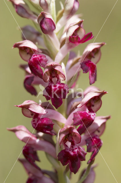 Welriekende wantsenorchis (Anacamptis coriophora subsp. fragrans )