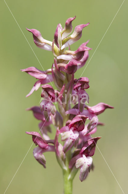 Welriekende wantsenorchis (Anacamptis coriophora subsp. fragrans )