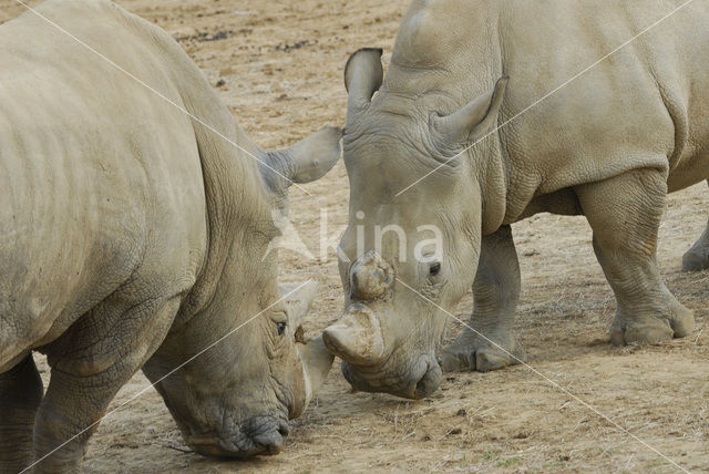 Witte neushoorn